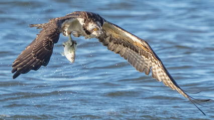 Osprey searching for a meal, diving and catching fish