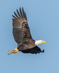american bald eagle in flight