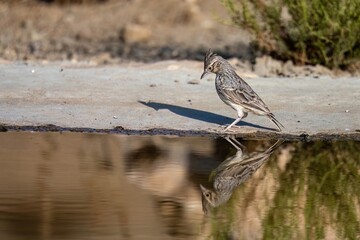 Crested lark reflected in still water while standing at pond edge