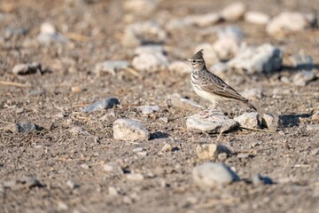 Crested lark standing on rocky ground in natural sunlight