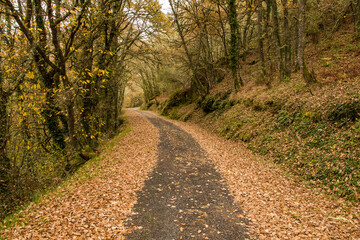 Fototapeta premium A narrow road covered in ochre and yellow leaves beneath a thick autumn forest. Fragas do Navea