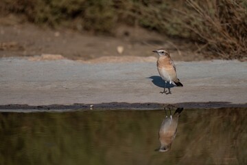 Female northern wheatear standing still near a calm water surface