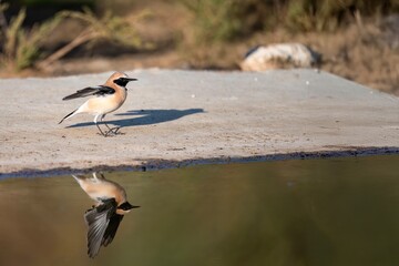 Female northern wheatear standing still near a calm water surface