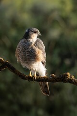 Eurasian sparrowhawk perched on branch with intense gaze and warm forest light