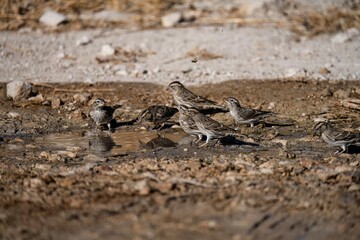 Flock of rock sparrows drinking water at a natural puddle in dry terrain