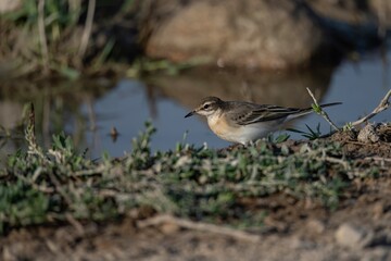 Juvenile yellow wagtail Motacilla flava walking near water edge