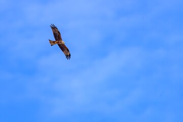 Black kite Milvus migrans soaring in clear blue sky