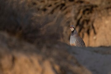 Red-legged partridge (Alectoris rufa) standing alert on rocky terrain in low light