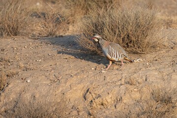 Red-legged partridge (Alectoris rufa) standing alert on rocky terrain in low light