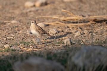 Short-toed lark standing on rocky dry ground with natural soft light