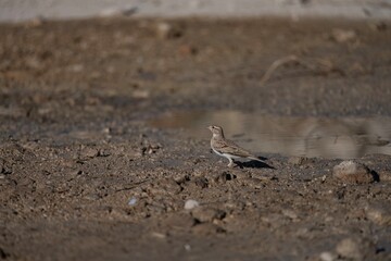 Short-toed lark standing on rocky dry ground with natural soft light