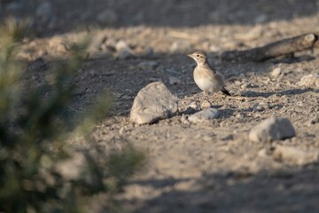 Short-toed lark standing on rocky dry ground with natural soft light