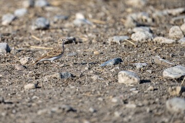 Short-toed lark standing on rocky dry ground with natural soft light
