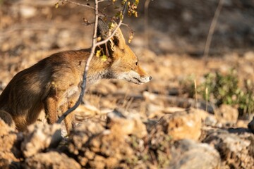Close-up of red fox in natural forest habitat with warm lighting