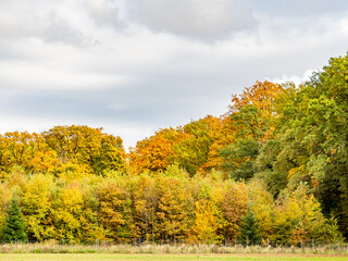 Wiederaufforstung im herbstlichen Mischwald