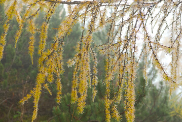 A curtain of golden larch branches with freshly melted frost drops