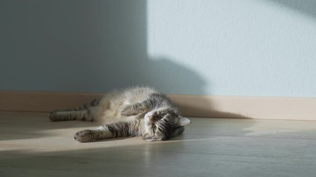 female cat rest in sunny room, slow motion video