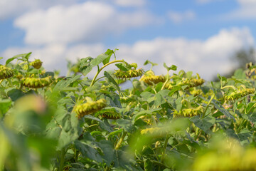 A Vibrant Sunflower Field Stretching Beneath a Clear Blue Sky with Beautiful Clouds Above