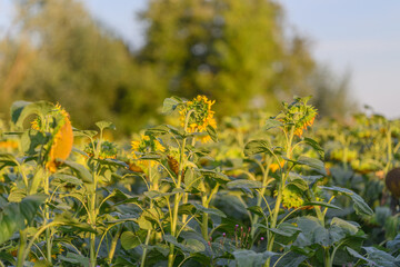 Golden Sunflowers Enthusiastically Blooming in a Field Under the Soft Morning Light