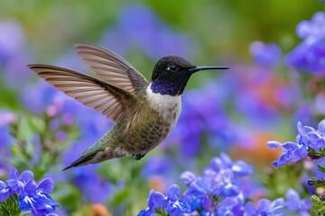 Black-Chinned Hummingbird in Flight, Sipping Nectar from Vibrant Blue Blooms