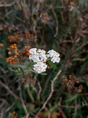 Common yarrow (Achillea millefolium) flower - Edinburgh, Scotland, United Kingdom