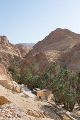 Beautiful walk among date palms. Chebika, Tunisia