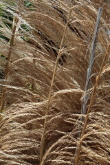dry straw for texture background or decoration. Vertical photo
