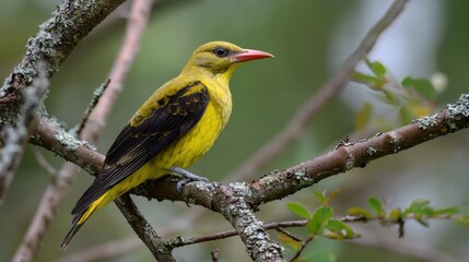 Fototapeta premium Female Eurasian Golden Oriole Perched on Branch, Showcasing Bright Yellow and Dark Black Feathers in Its Natural Habitat