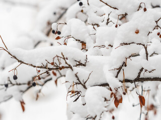 Tree branches in winter covered with snow and frost in snowfall. Frozen tree branches.