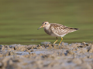Pectoral sandpiper, Calidris melanotos