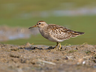 Pectoral sandpiper, Calidris melanotos