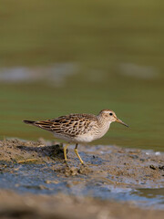 Pectoral sandpiper, Calidris melanotos