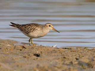 Pectoral sandpiper, Calidris melanotos