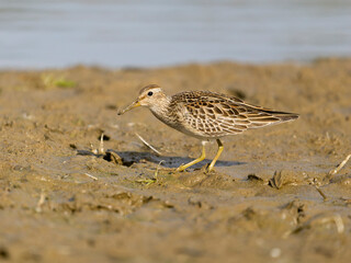 Pectoral sandpiper, Calidris melanotos
