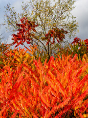 Orange gefärbte Blätter eines Götterbaums
