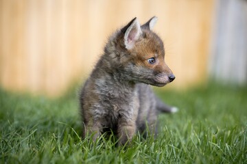 Fuchswelpe