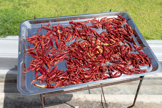 Red chili peppers drying in the sun on metal tray outdoors. Traditional food preservation and spice preparation concept.