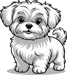 Cute cartoon a illustrator vector Maltese Dog