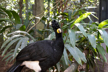 A black bird called a Curassow