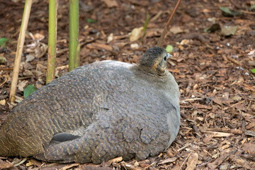 Brazilian bird called macuco lying on branches and dry leaves in a nature reserve