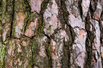 the texture of the bark of a pine tree