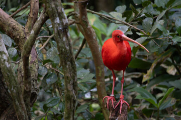 Beautiful red ibis alone on a log in a protected area