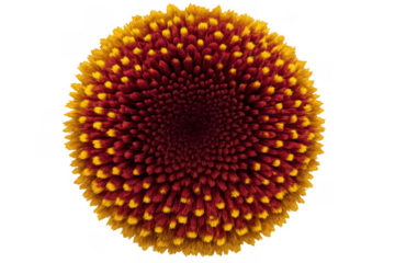 Red and yellow flower macro detailed view, vibrant floral texture with intricate petals, transparent background