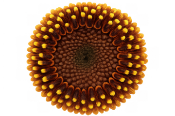 Sunflower disc florets forming natural geometric pattern, showing fibonacci sequence with brown and yellow colors, transparent background