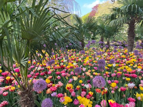Keukenhof Gardens in Lisse, Netherlands	