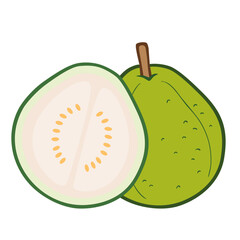 Fresh White Guava fruit icon.