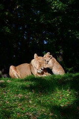 lion cub and lioness