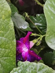 photographie en gros plan de fleurs violettes d'ipomées grimpantes recouvertes de rosée et entourées de feuilles vertes