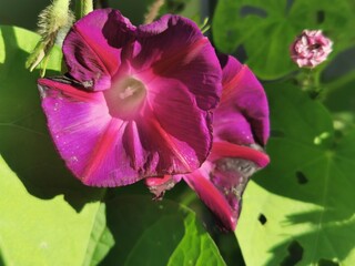 photographie en gros plan de fleurs violettes d'ipomées grimpantes recouvertes de rosée et entourées de feuilles vertes
