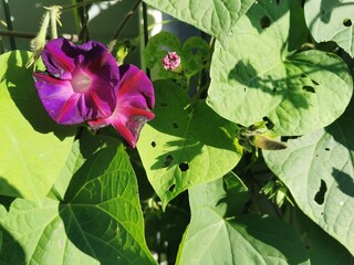 photographie en gros plan de fleurs violettes d'ipomées grimpantes recouvertes de rosée et entourées de feuilles vertes